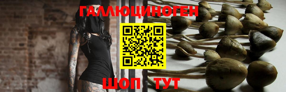 Краснознаменск  Псилоцибиновые грибы Psilocybe  Вход с VPN  Псилоцибиновые грибы Psilocybe 